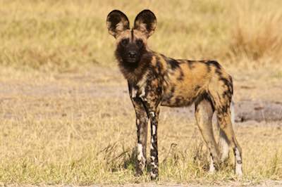 African Wild Dog, Botswana